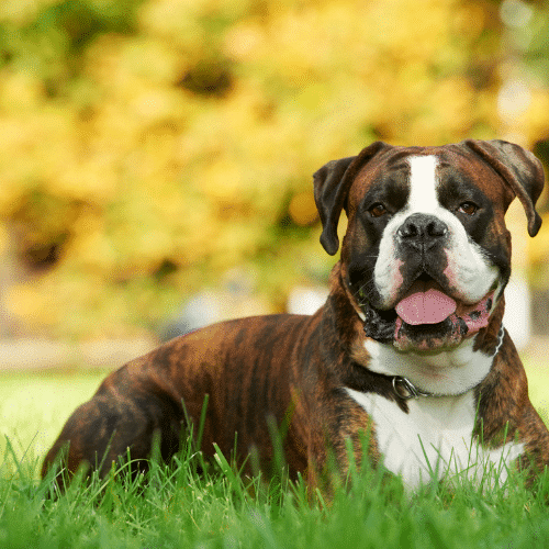 animal cancer testimonial headshot