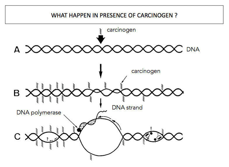 Carcinogens impacts on DNA